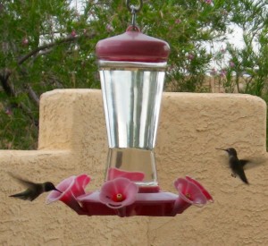 Hummingbirds